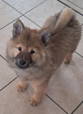 Les chiots de Eurasier