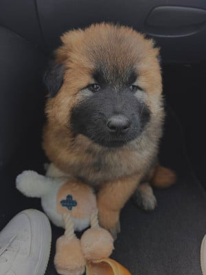 Les chiots de Eurasier