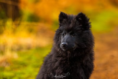 Les chiots de Eurasier