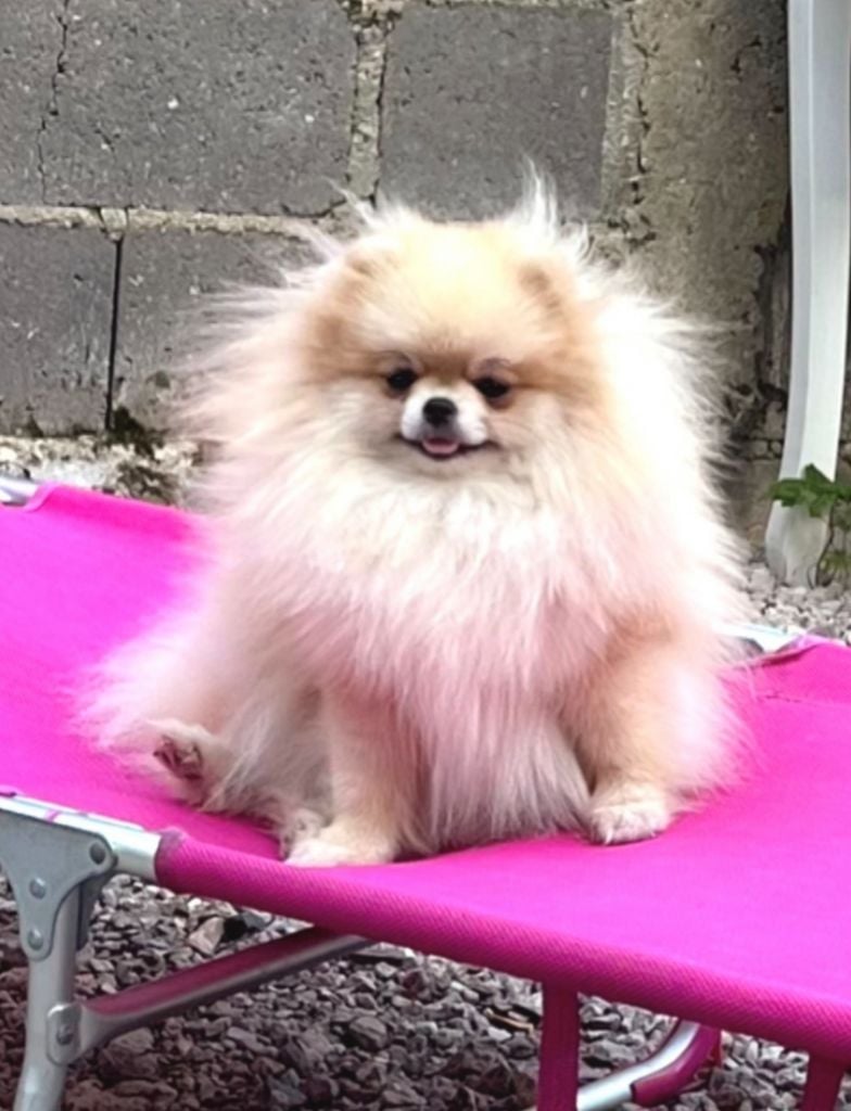 Publication : The Wolves Of Valhalla