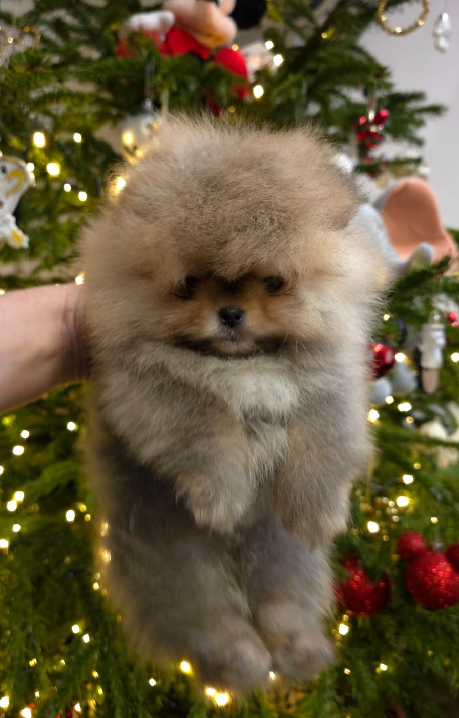 Spitz allemand - The Wolves Of Valhalla