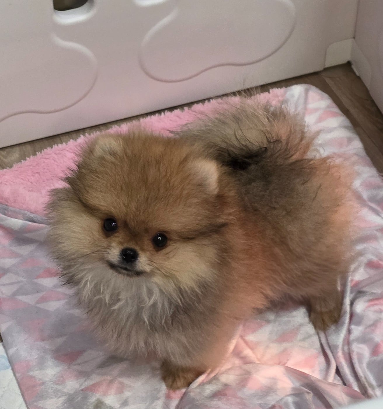 Spitz allemand - The Wolves Of Valhalla