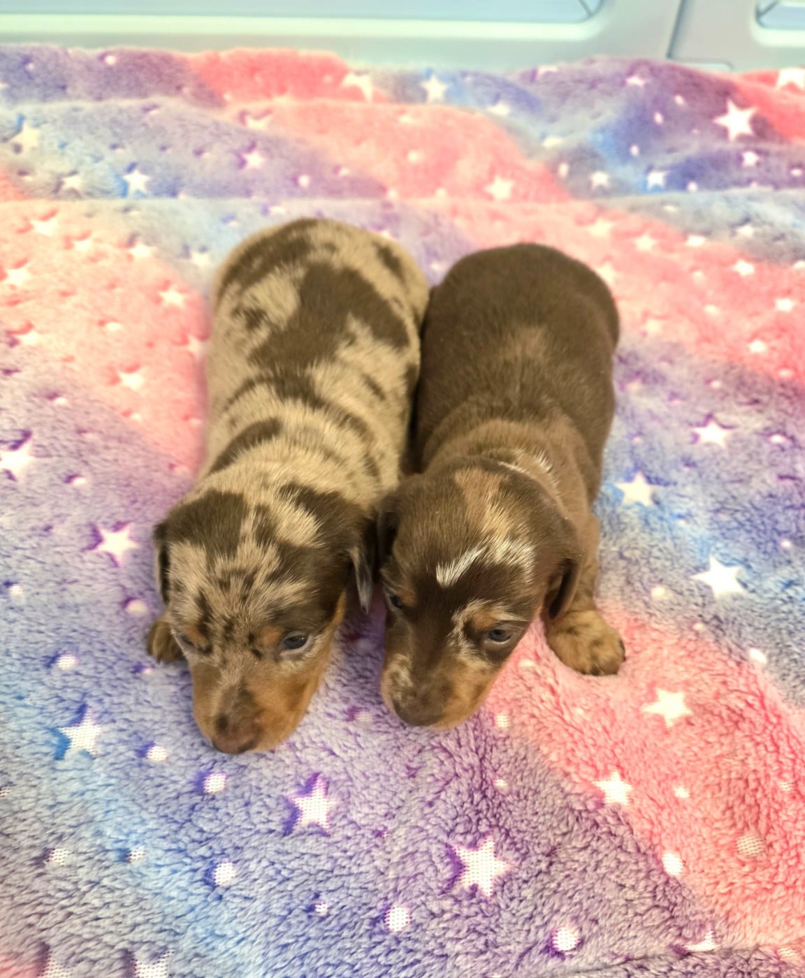 Teckel poil ras - The Wolves Of Valhalla