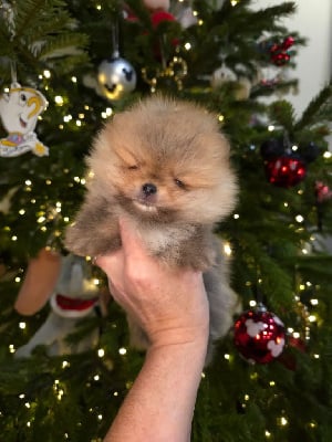 Les chiots de Spitz allemand