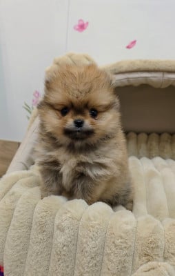 Les chiots de Spitz allemand