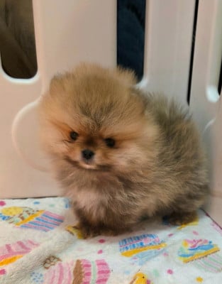 Les chiots de Spitz allemand