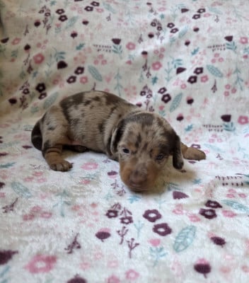 Les chiots de Teckel poil ras