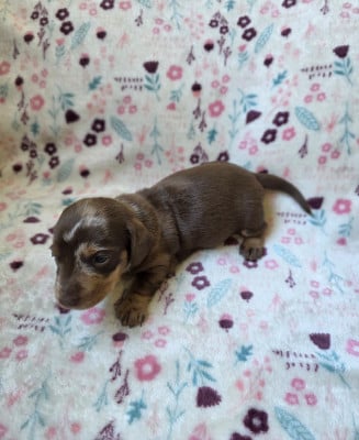 Les chiots de Teckel poil ras