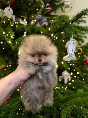 Les chiots de Spitz allemand