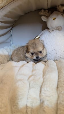 Les chiots de Spitz allemand