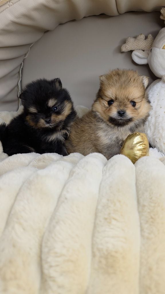 Spitz allemand - The Wolves Of Valhalla