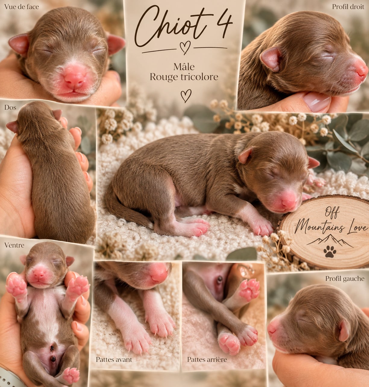 Chiot N°3 - Berger Américain Miniature 