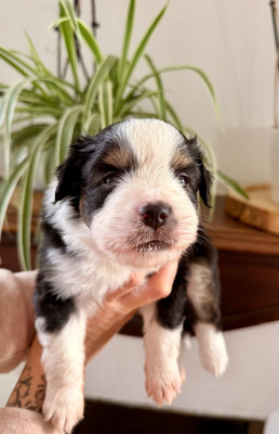 Les chiots de Berger Américain Miniature