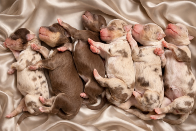 Les chiots de Berger Américain Miniature 