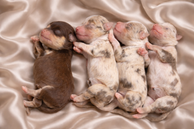 Les chiots de Berger Américain Miniature 