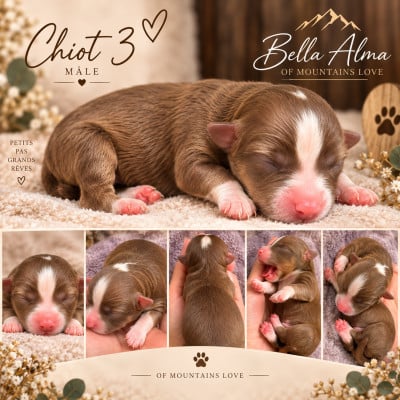 Chiot N°2 - Berger Américain Miniature 