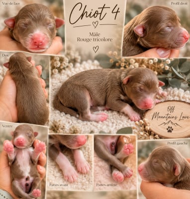 Chiot N°3 - Berger Américain Miniature 