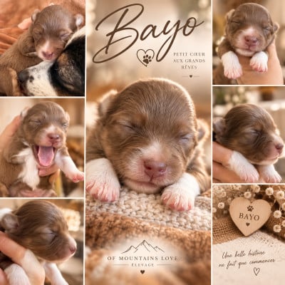 Les chiots de Berger Américain Miniature 