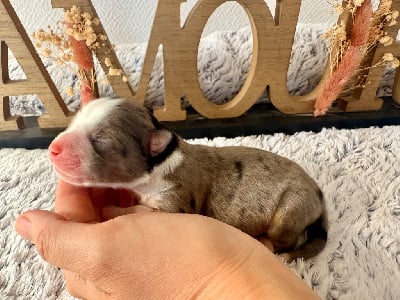 Les chiots de Berger Américain Miniature 