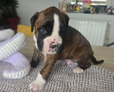 Les chiots de Boxer