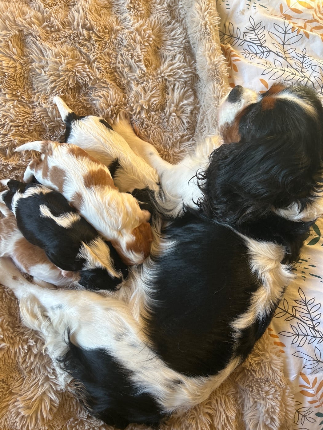 CHIOT 7 - Cavalier King Charles Spaniel