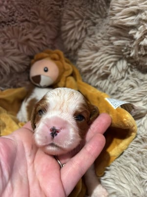 Les chiots de Cavalier King Charles Spaniel