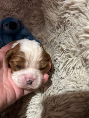 Les chiots de Cavalier King Charles Spaniel