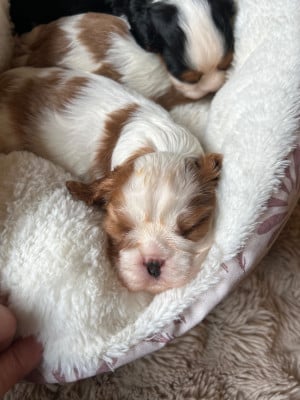 Les chiots de Cavalier King Charles Spaniel