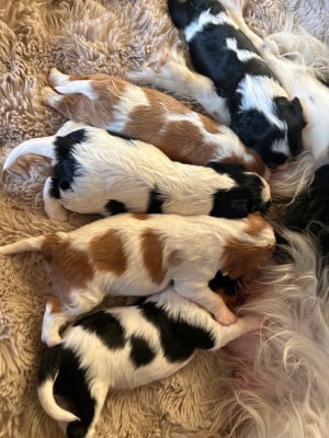 Les chiots de Cavalier King Charles Spaniel