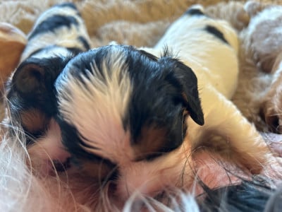 Les chiots de Cavalier King Charles Spaniel