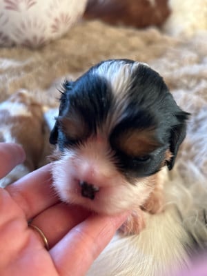 Les chiots de Cavalier King Charles Spaniel