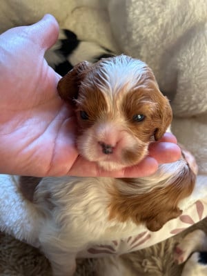 Les chiots de Cavalier King Charles Spaniel