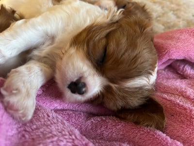 Les chiots de Cavalier King Charles Spaniel