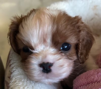 Les chiots de Cavalier King Charles Spaniel