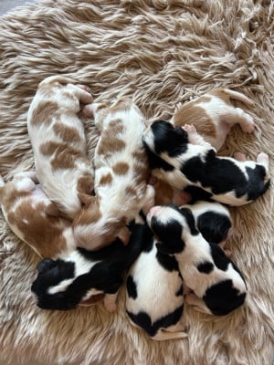 Les chiots de Cavalier King Charles Spaniel