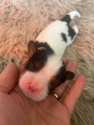 CHIOT 4 - Cavalier King Charles Spaniel