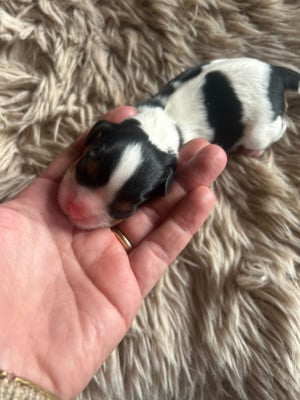 CHIOT 4 - Cavalier King Charles Spaniel