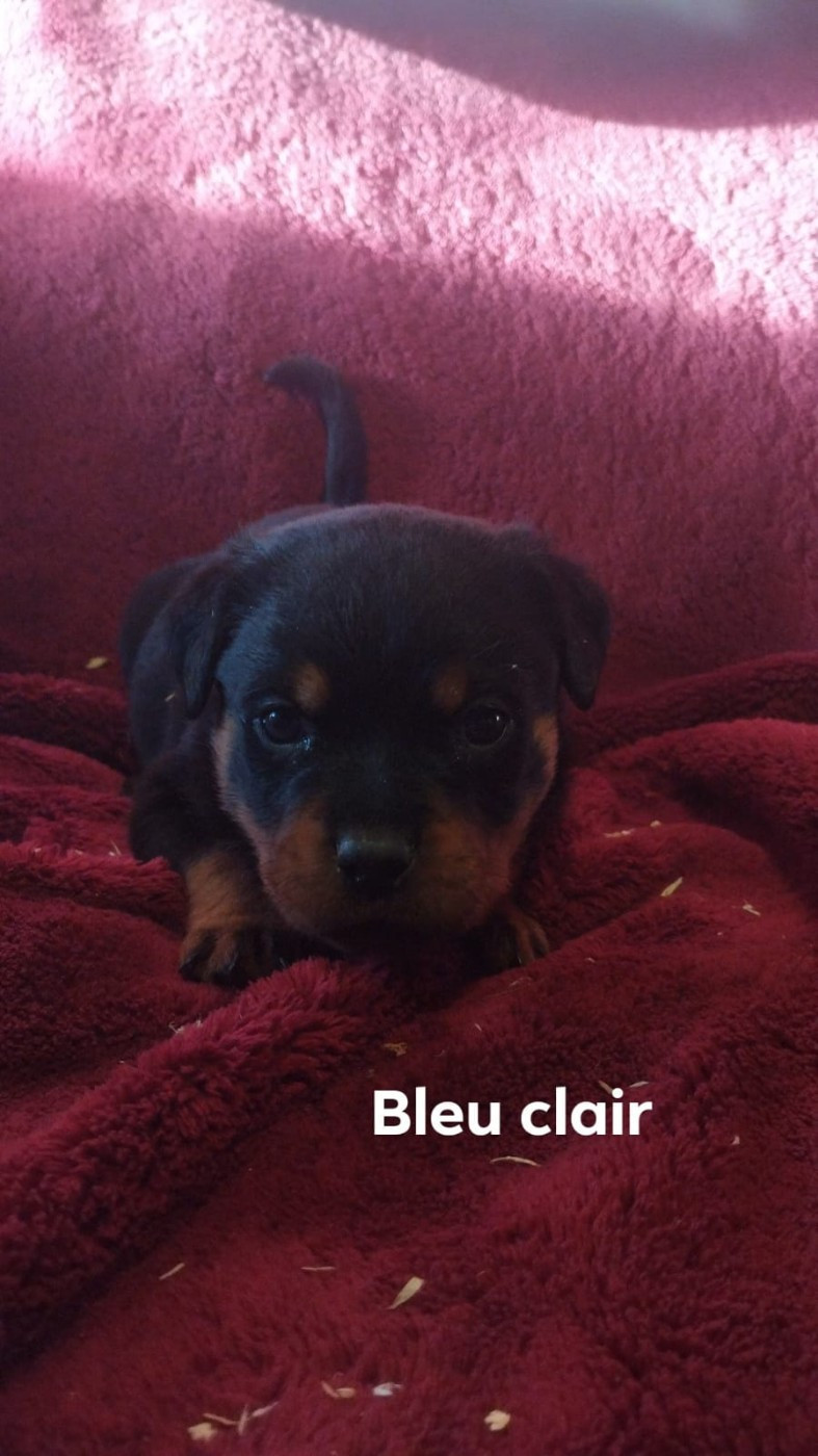 Valhalla Rottweilers Chiot Rottweiler - Bleu Du Valhalla Des Anges Noirs