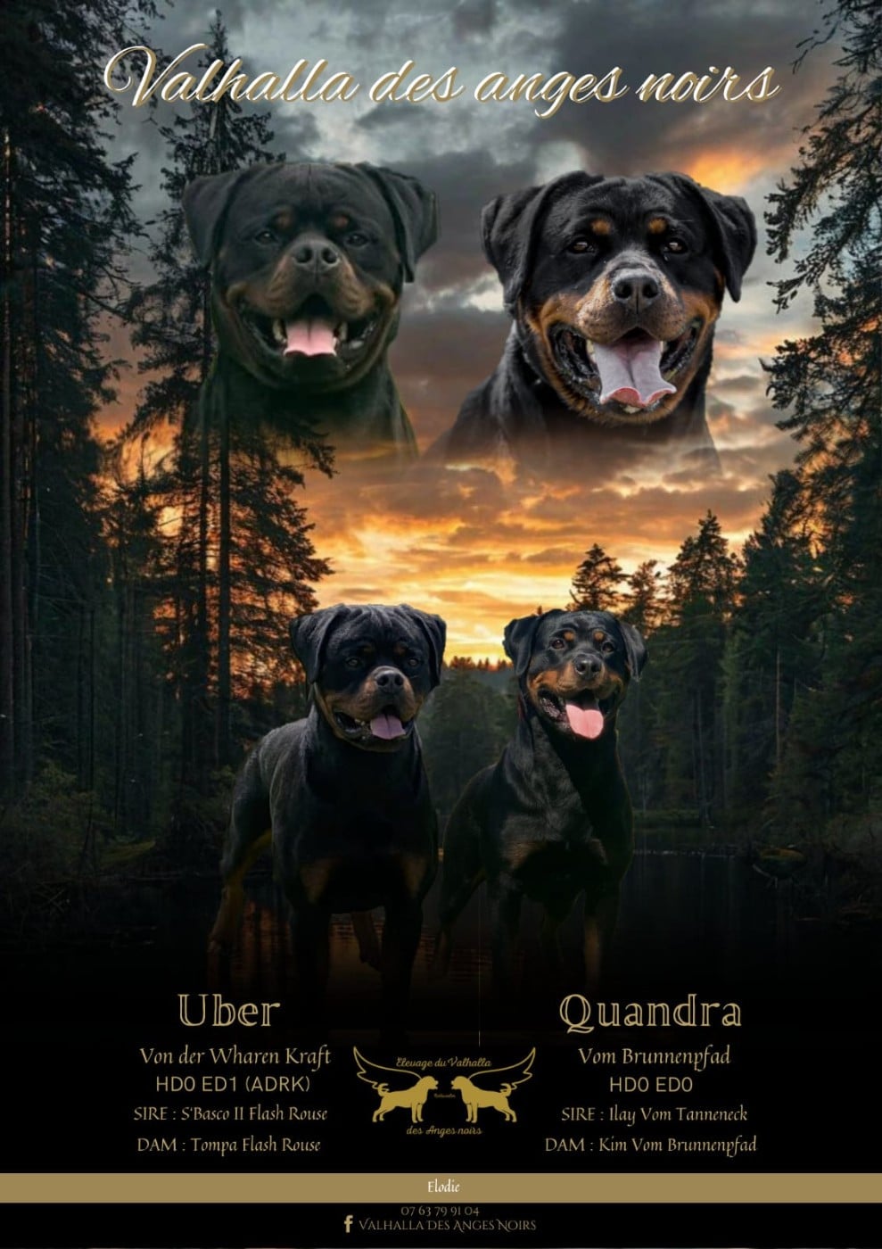 Rottweiler - Du Valhalla Des Anges Noirs