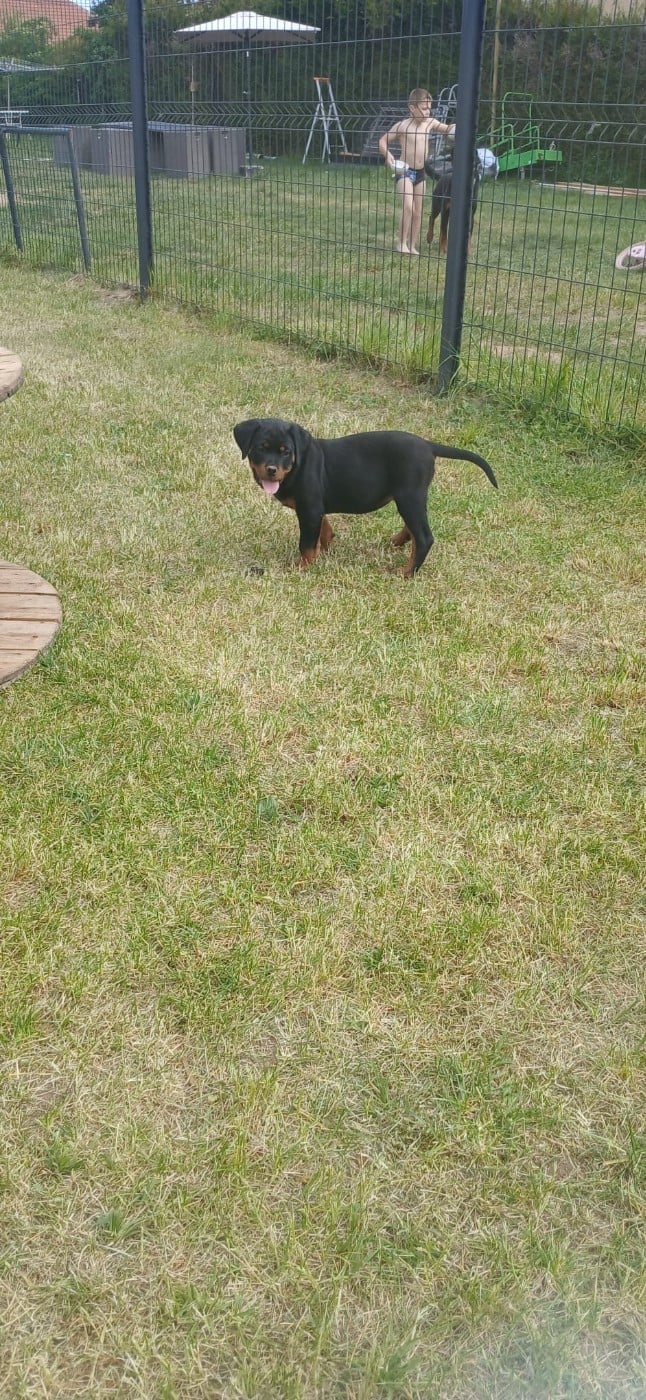 BAILEY