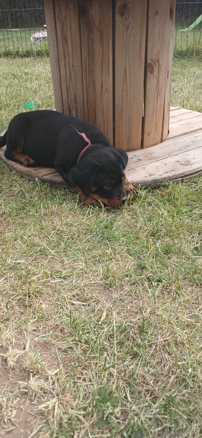 BAILEY