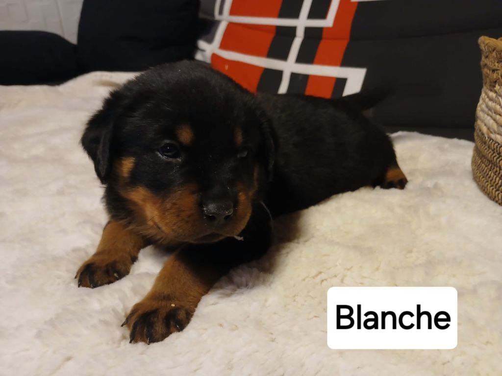Valhalla Rottweilers Chiot Rottweiler - Femelle blanche Du Valhalla Des Anges Noirs
