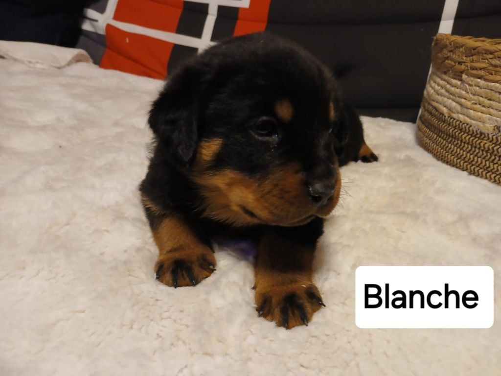 Valhalla Rottweilers Chiot Rottweiler - Femelle blanche Du Valhalla Des Anges Noirs