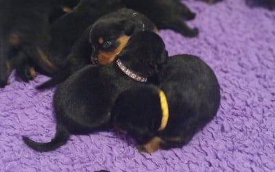 Les chiots de Rottweiler