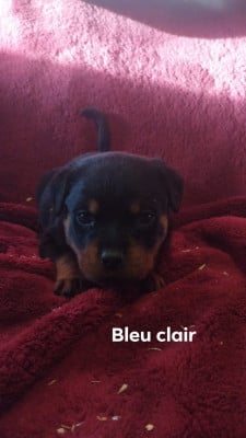 Les chiots de Rottweiler
