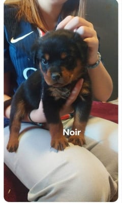 Les chiots de Rottweiler