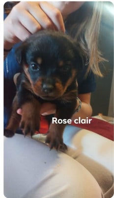 Les chiots de Rottweiler