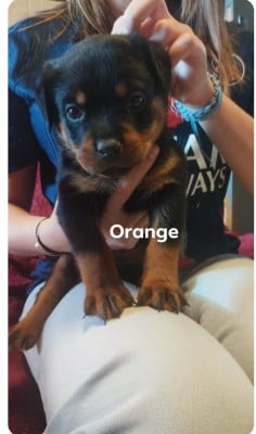 Les chiots de Rottweiler