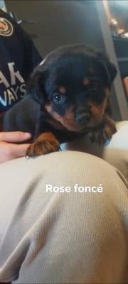 Les chiots de Rottweiler
