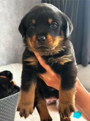 Les chiots de Rottweiler